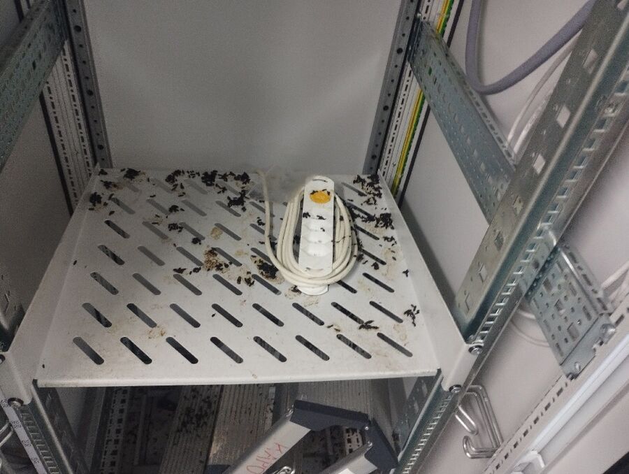 ratton-rats-rongeur-souris-deratiseur