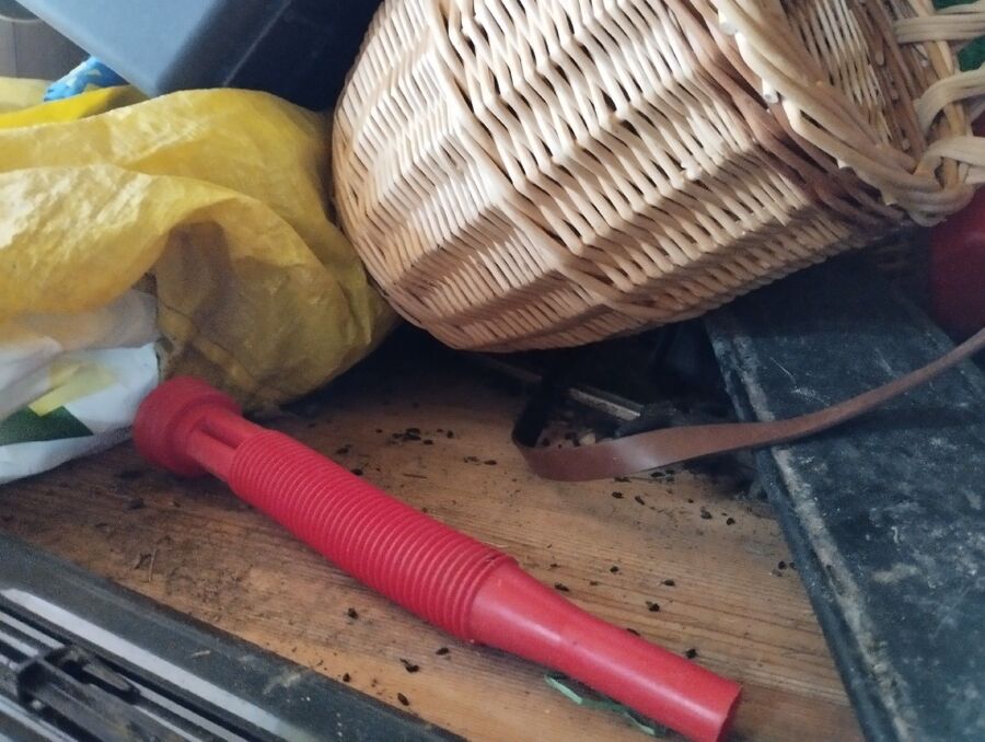 ratton-rats-rongeur-souris-deratiseur