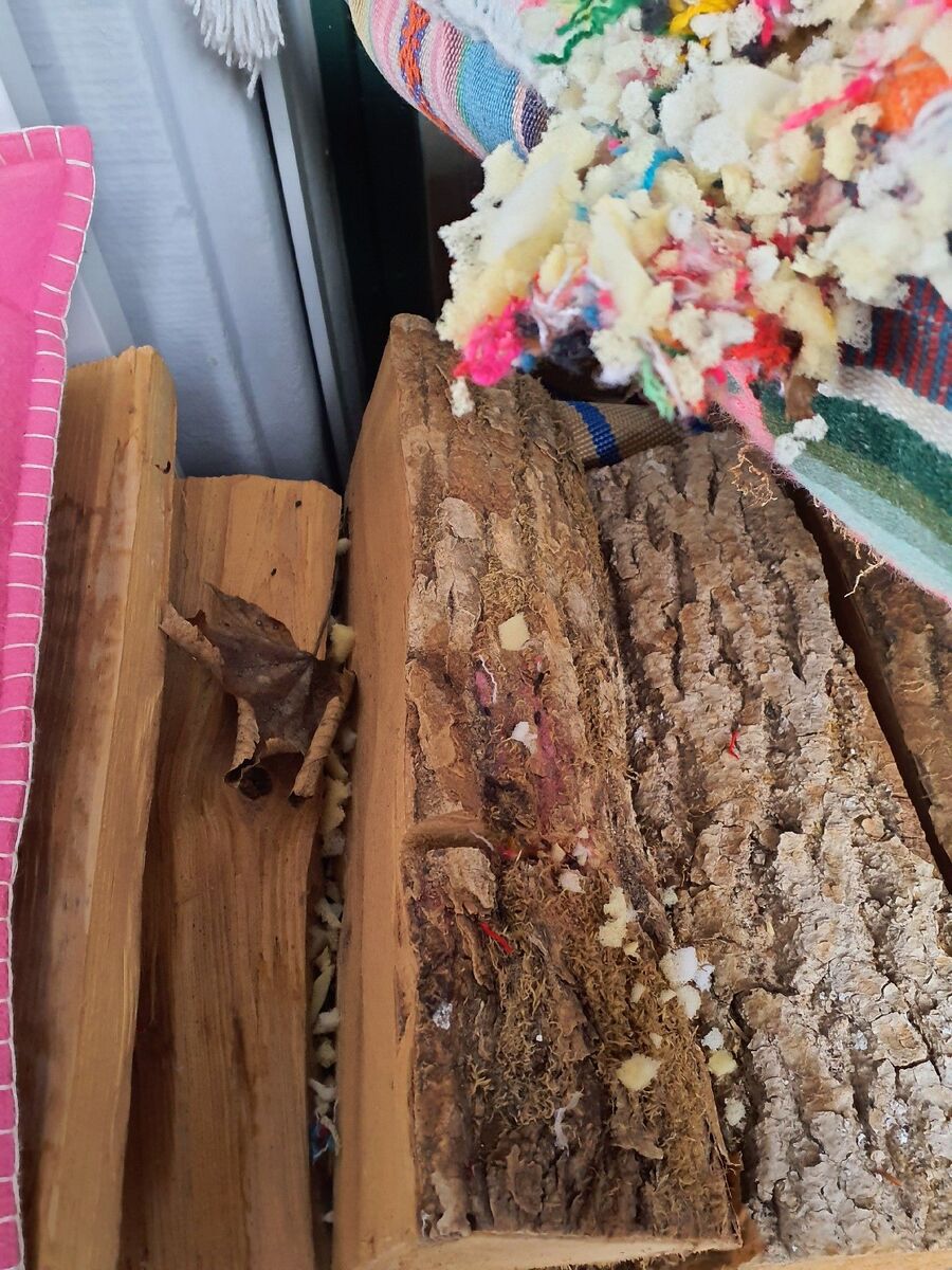 ratton-rats-rongeur-souris-deratiseur