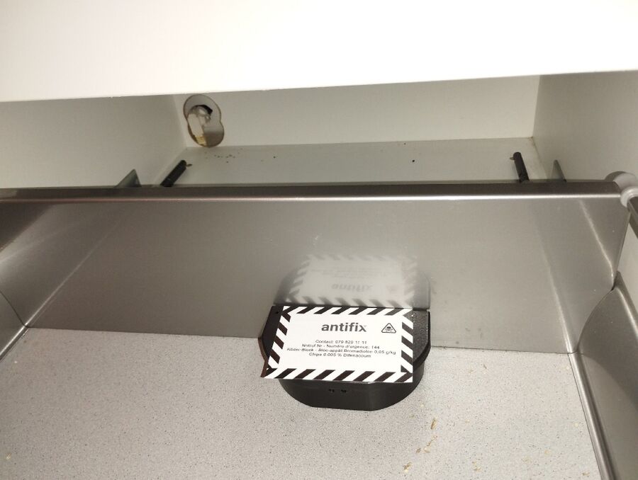 souris-rongeur-mulot-rats