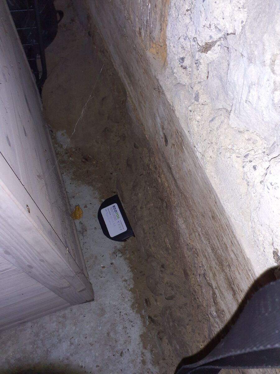 combattre-rats-ratton-rongeur-mulot