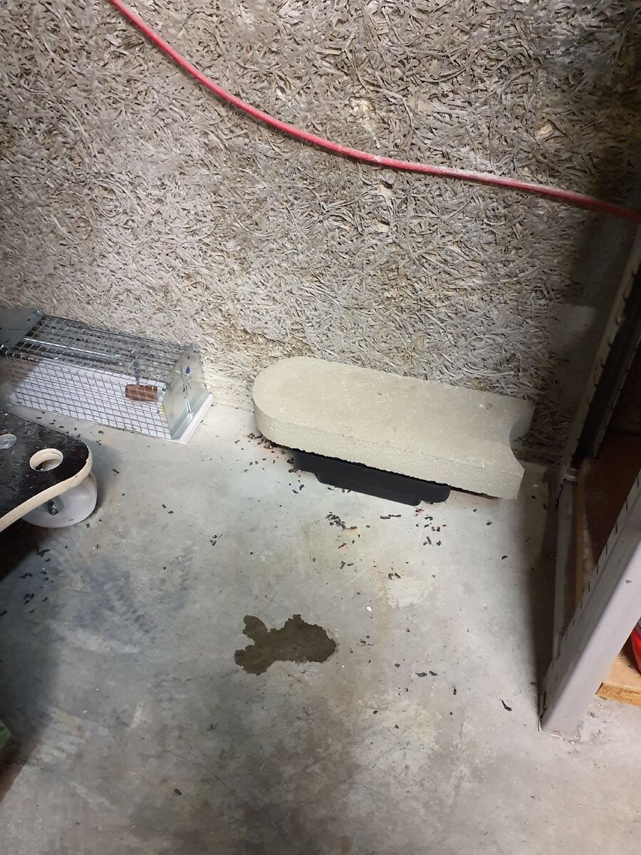 ratton-rats-rongeur-souris-deratiseur