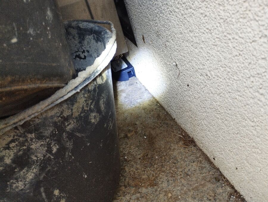 souris-rongeur-mulot-rats