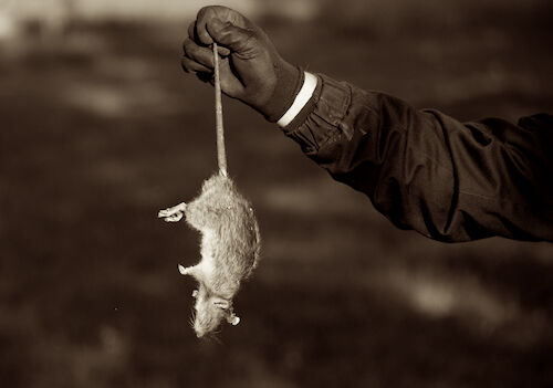 deratiseur-deratisation-rongeur-mulot