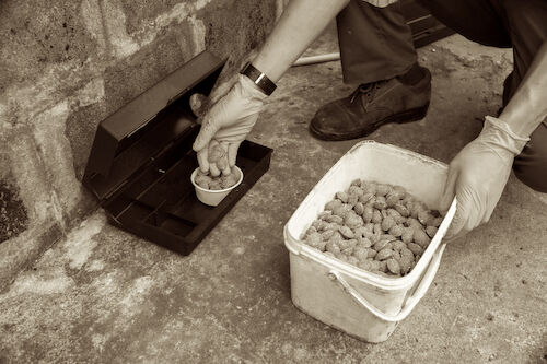 deratiseur-rongeur-anti-rats-souris